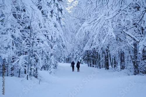 Silhouetted figures walking on a snow-covered path in the Tamar Valley, surrounded by a serene, wintery forest.