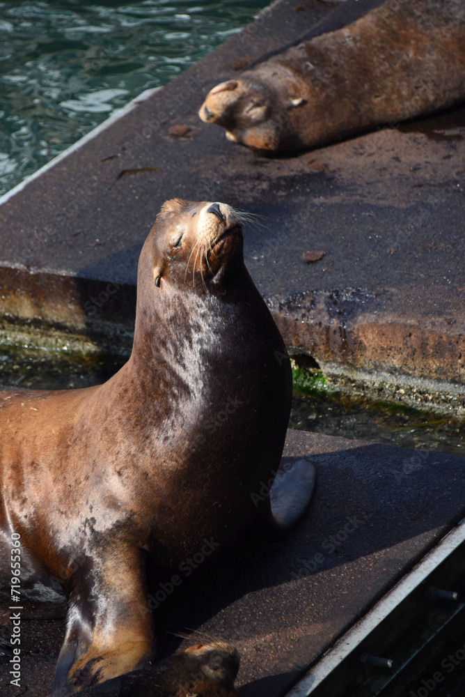 Fototapeta premium Sun Kissed Sea Lion on Dock