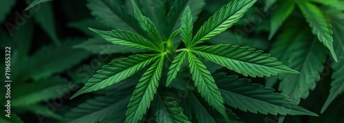 Close-Up of a Lush Green Leafy Plant cannabis background
