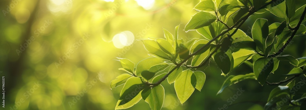 Close-Up of Lush Green Leafy Tree Close-Up of Lush Green Leafy Tree