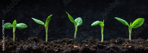 Small Green Plants Growing in Dirt photo