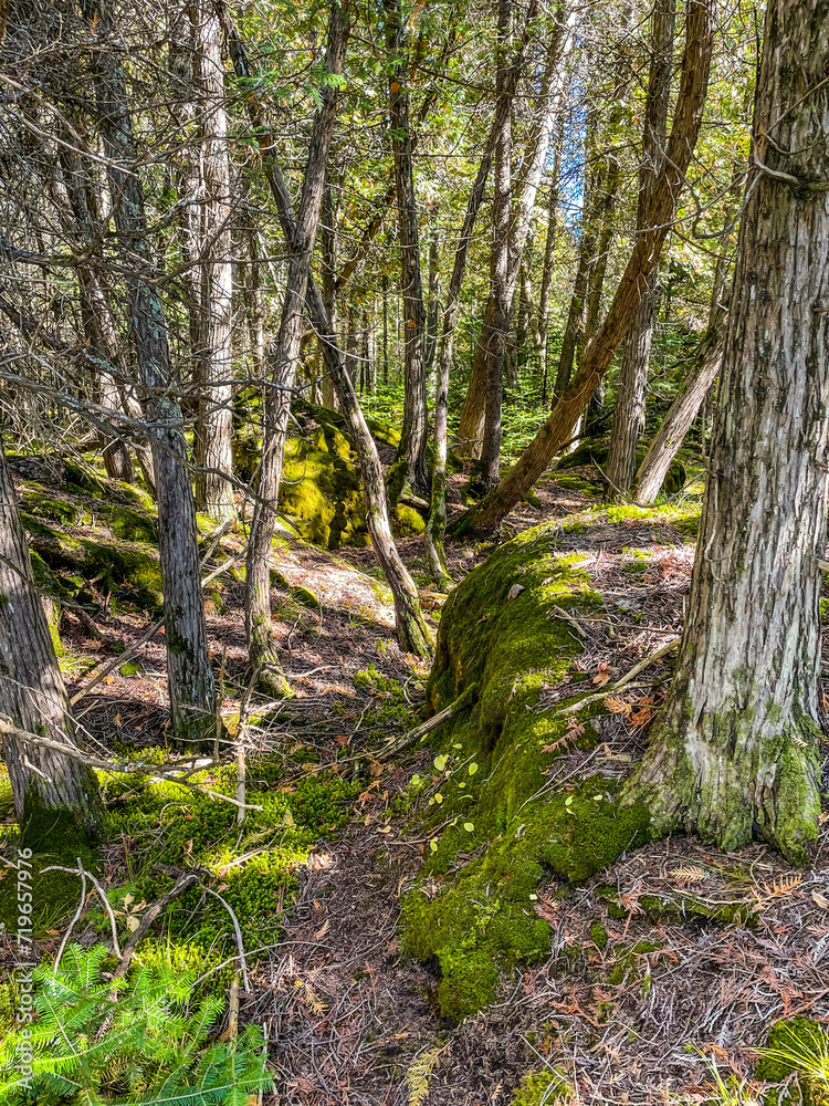 mossy trail in forest trees mossy trail in forest trees