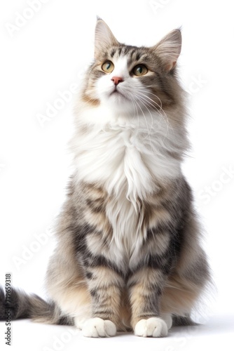 Long Haired Cat Sitting on White Background