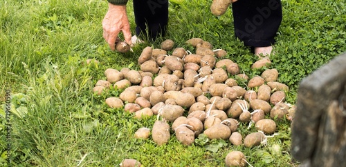 Old man's hands sort sprouted potatoes for planting in spring photo