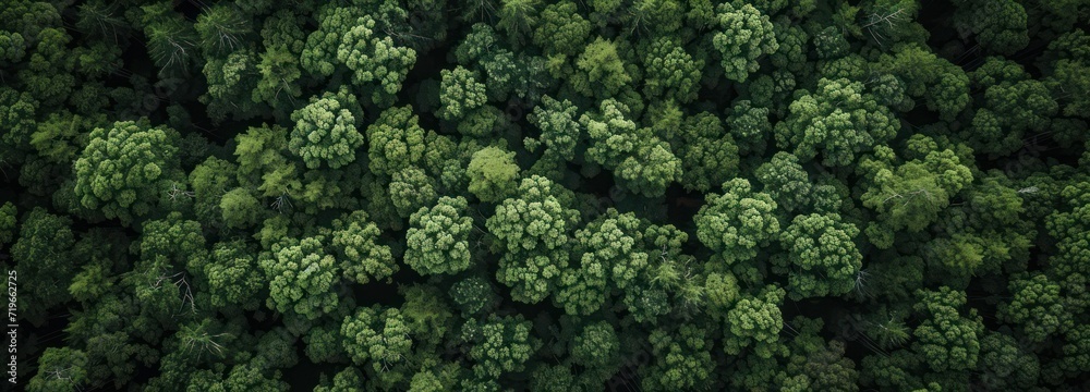 Aerial View of Dense Forest With Towering Trees