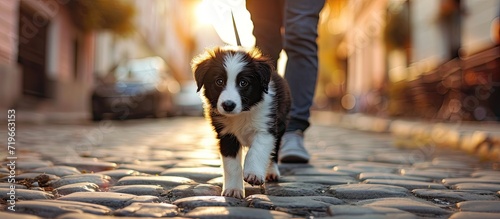 Young dog sits next to owner on leash in town Border collie puppy training in urban area. Copy space image. Place for adding text photo