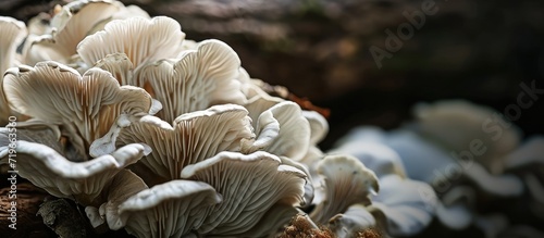 white wood ear fungus also snow fungus or silver tree ear fungus Eaten as Chinese medicine. Copy space image. Place for adding text photo