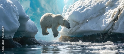Polar Bear preparing to leap a gap in the ice. Copy space image. Place for adding text