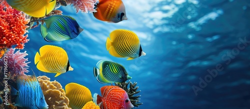 Shoal of colorful tropical fish grouped together in circle shape digitally composed underwater between sandy seabed and water surface Caribbean sea. Copy space image. Place for adding text