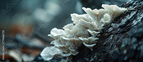 white wood ear fungus also snow fungus or silver tree ear fungus Eaten as Chinese medicine. Copy space image. Place for adding text photo