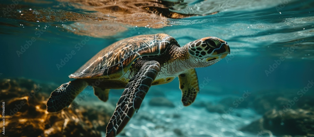 Obraz premium Sea turtle swimming in the sea port El Nuro Mancora Peru. Copy space image. Place for adding text