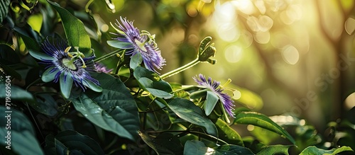Passiflora is given by missionaries in Brazil to convert native inhabitants to Christianity Its name is flower of the five wounds to show the crucifixion of Christ The flower of Passiflora edul photo