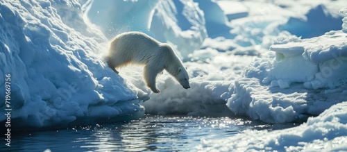 Polar Bear preparing to leap a gap in the ice. Copy space image. Place for adding text photo