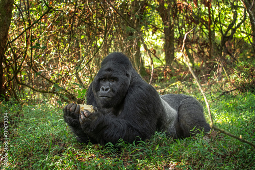 Mountain gorillas in the Mgahinga national park. Rare gorillas are hiding in the forest. Gorillas safari in Uganda.  photo