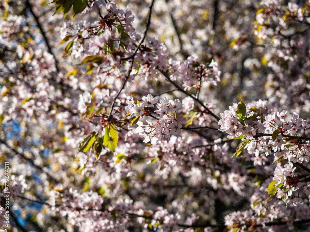 spring, blue clear sky, landscape, nature, flowering, blooming garden, sakura spring, blue clear sky, landscape, nature, flowering, blooming garden, sakura