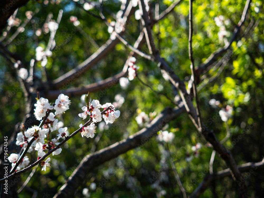 spring, blue clear sky, landscape, nature, flowering, blooming garden, sakura spring, blue clear sky, landscape, nature, flowering, blooming garden, sakura