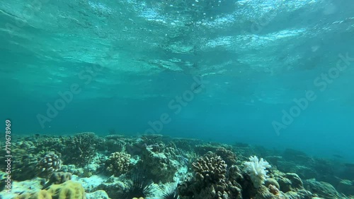 underwater scene with coral reef and fishes in the Celebes Sea photo