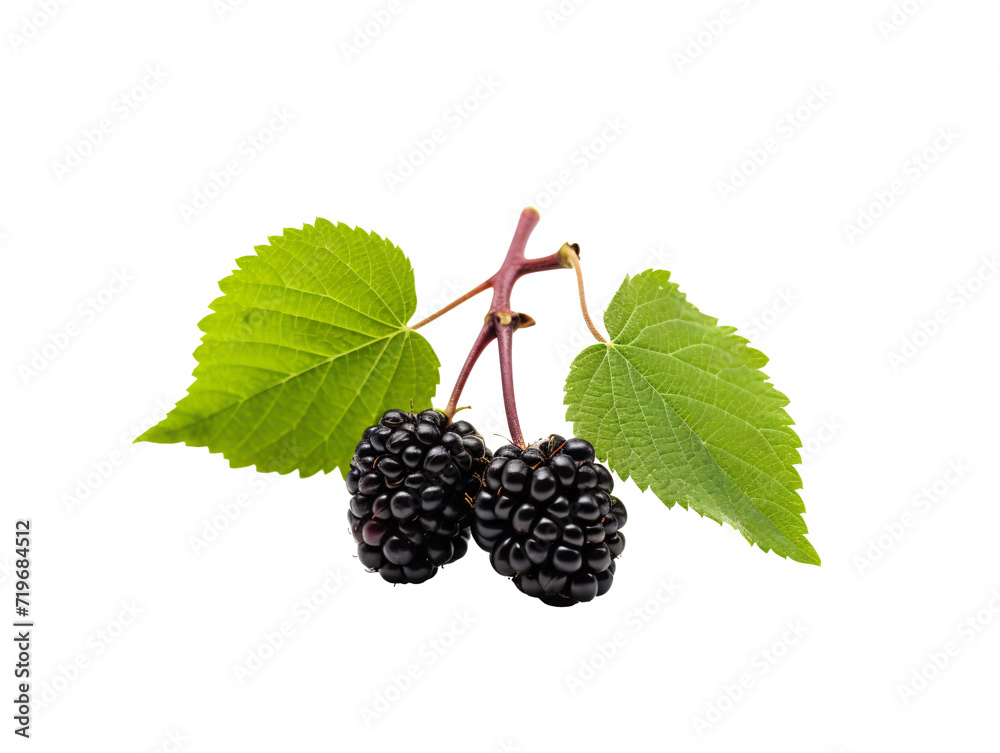 a group of green berries and leaves a group of green berries and leaves