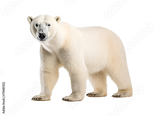 a polar bear with its mouth open