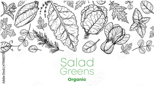 Salad greens sketch set. Hand drawn vector illustration. Cooking salad. Vegan food.