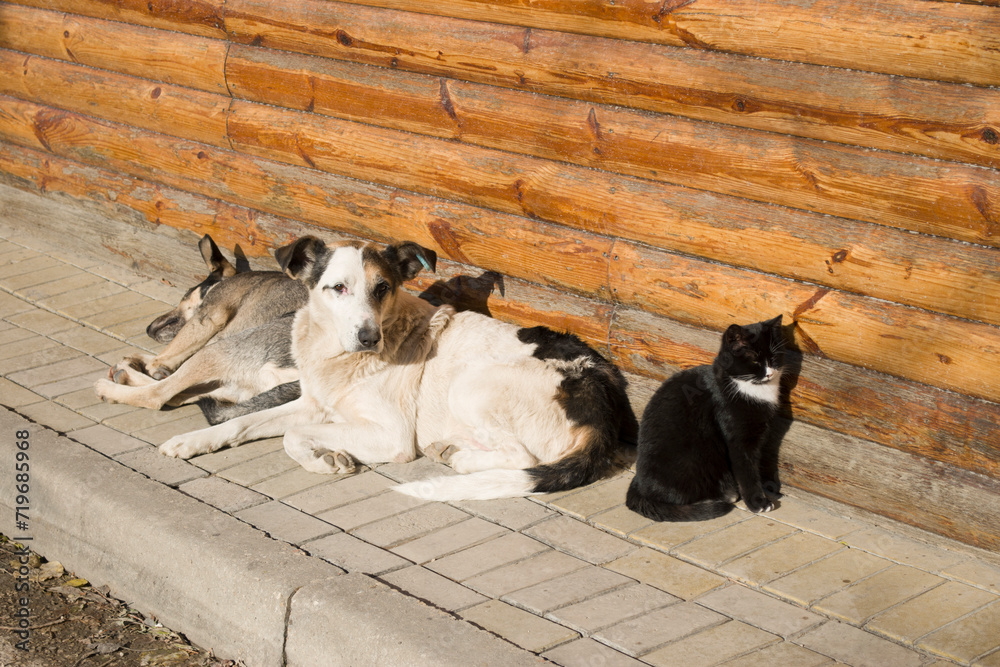 Two dogs and one cat are basking in the sun near a wooden wall.