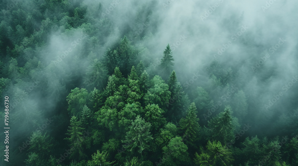 Aerial view on a misty green forest, fog over a forest seen from above