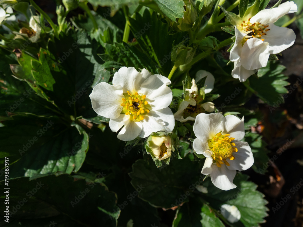 Close-up of strawberry flowers with visible frost damage in the center of the flower that turns black while petals are white in spring Close-up of strawberry flowers with visible frost damage in the center of the flower that turns black while petals are white in spring