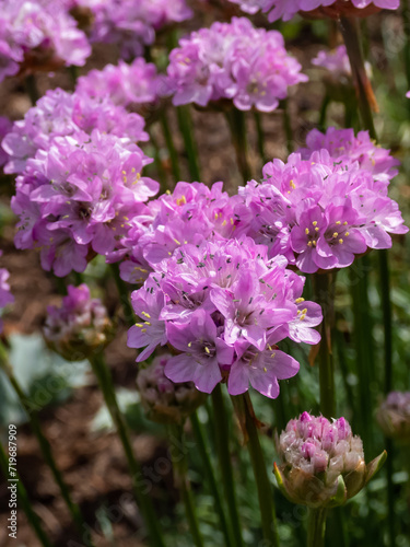 Fototapeta Naklejka Na Ścianę i Meble -  Pink flowers of the thrift, sea thrift or sea pink (Armeria maritima) flowering in the garden in summer