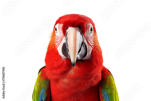 Vibrant Plumage Parade  Majestic Parrot Displays Nature s Colorful Palette Isolated on Transparent Background