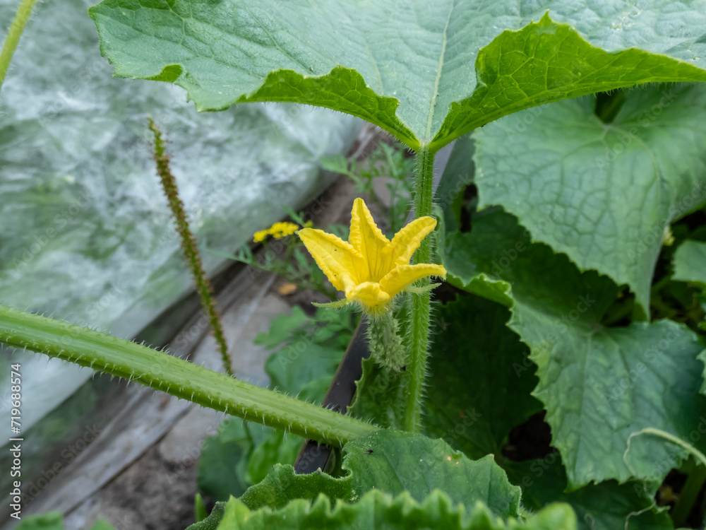 Tiny green cucumber forming and maturing from a yellow flower on a green cucumber plant (Cucumis sativus) in a greenhouse in summer Tiny green cucumber forming and maturing from a yellow flower on a green cucumber plant (Cucumis sativus) in a greenhouse in summer