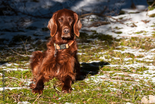 In winter, an Irish Setter lies on the moss at the edge of the forest and enjoys the warming rays of the sun.