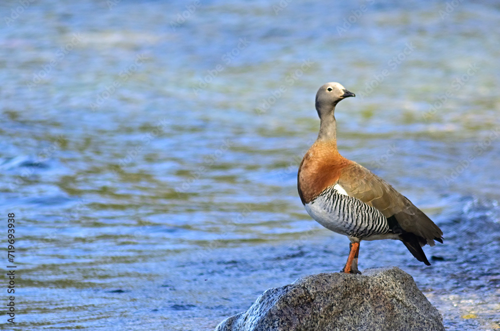Family of goose swimming in the lake Family of goose swimming in the lake