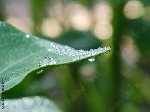 water, leaf, drop, dew, nature, rain, grass, plant, drops, macro, wet, droplet, spring, environment, summer, leaves, raindrop, closeup, fresh, flora, morning, garden, green, growth, freshness