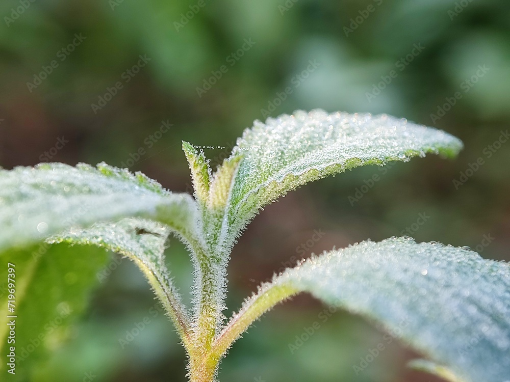 water, leaf, drop, dew, nature, rain, grass, plant, drops, macro, wet, droplet, spring, environment, summer, leaves, raindrop, closeup, fresh, flora, morning, garden, green, growth, freshness water, leaf, drop, dew, nature, rain, grass, plant, drops, macro, wet, droplet, spring, environment, summer, leaves, raindrop, closeup, fresh, flora, morning, garden, green, growth, freshness