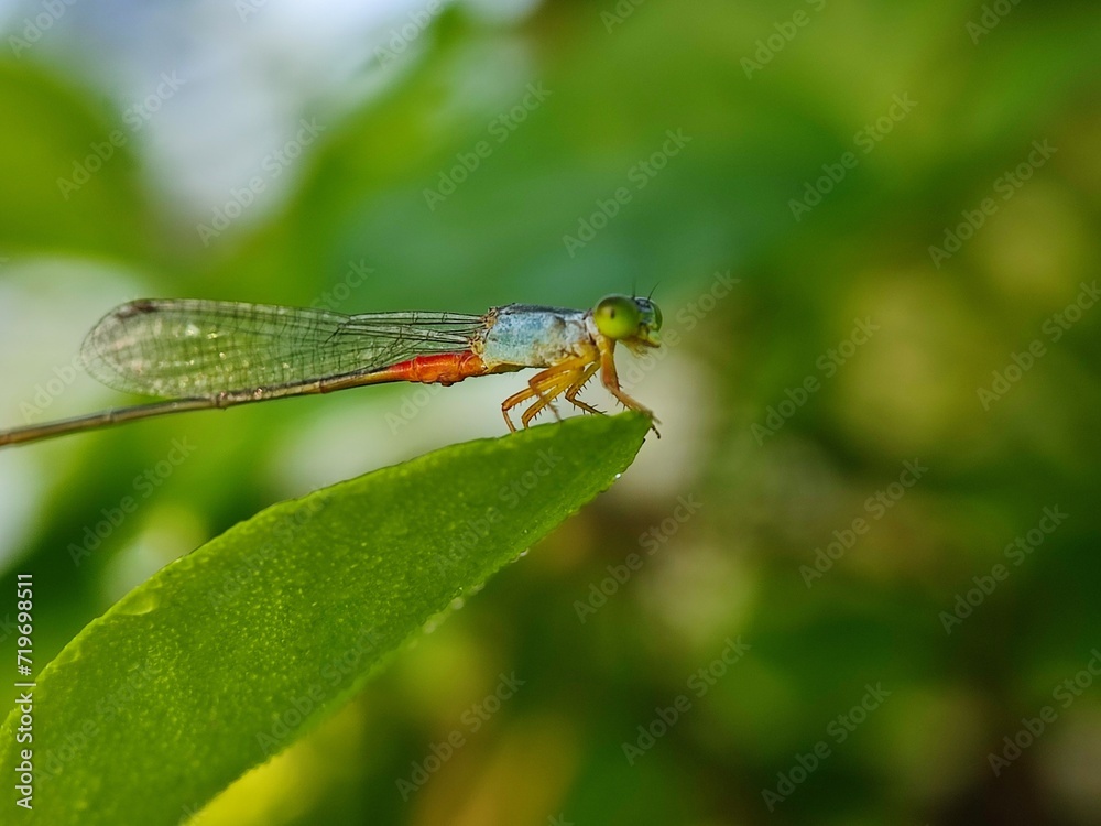 insect, nature, dragonfly, macro, green, bug, animal, leaf, fly, wildlife, grasshopper, closeup, wings, grass, wing, summer, butterfly, fauna, plant, wild, dragon, black, spider, flower insect, nature, dragonfly, macro, green, bug, animal, leaf, fly, wildlife, grasshopper, closeup, wings, grass, wing, summer, butterfly, fauna, plant, wild, dragon, black, spider, flower