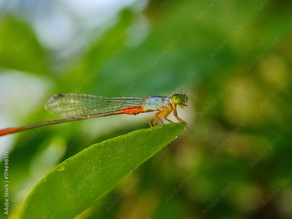insect, nature, dragonfly, macro, green, bug, animal, leaf, fly, wildlife, grasshopper, closeup, wings, grass, wing, summer, butterfly, fauna, plant, wild, dragon, black, spider, flower insect, nature, dragonfly, macro, green, bug, animal, leaf, fly, wildlife, grasshopper, closeup, wings, grass, wing, summer, butterfly, fauna, plant, wild, dragon, black, spider, flower