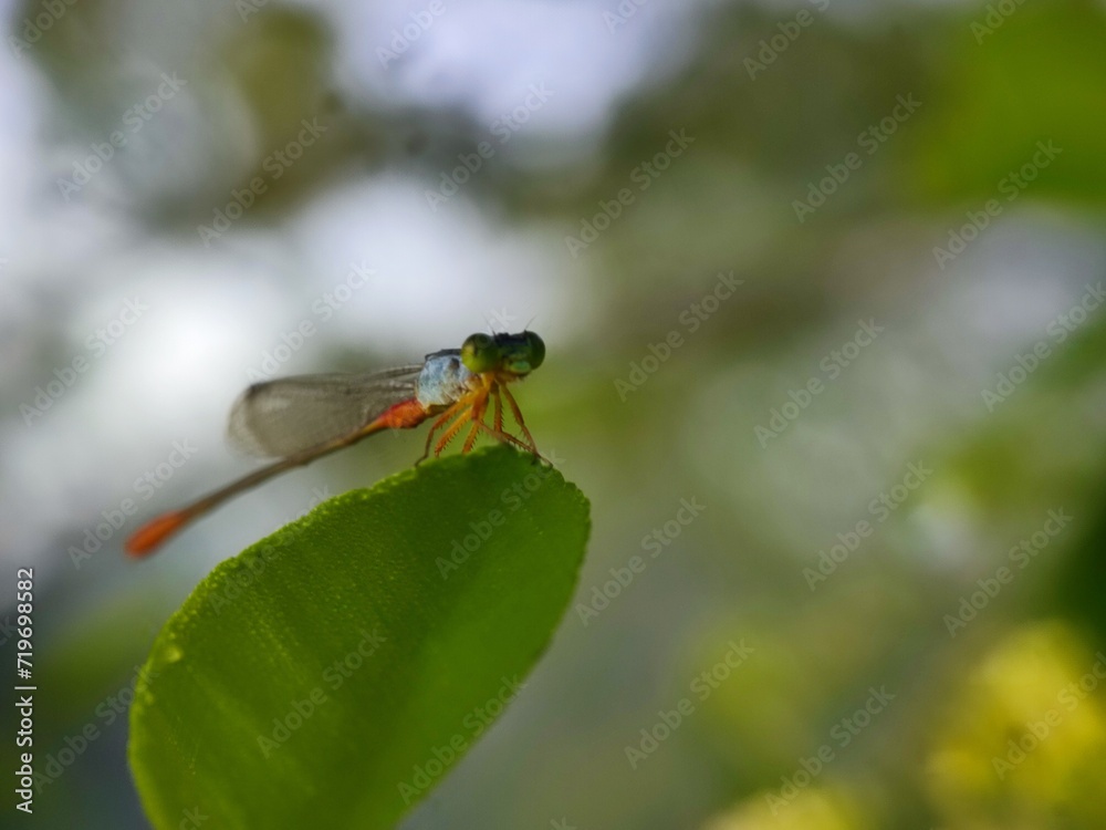 insect, nature, dragonfly, macro, green, bug, animal, leaf, fly, wildlife, grasshopper, closeup, wings, grass, wing, summer, butterfly, fauna, plant, wild, dragon, black, spider, flower insect, nature, dragonfly, macro, green, bug, animal, leaf, fly, wildlife, grasshopper, closeup, wings, grass, wing, summer, butterfly, fauna, plant, wild, dragon, black, spider, flower