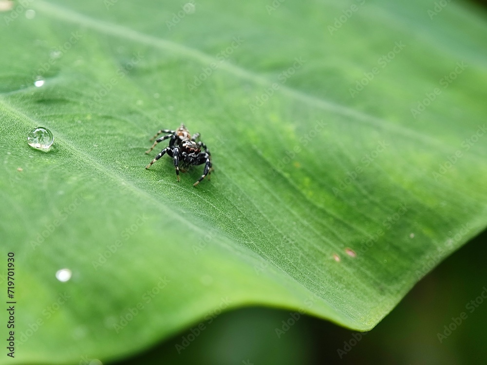 insect, nature, leaf, macro, bug, animal, beetle, closeup, wildlife, insects, spider, fly, plant, close-up, ant, wild, brown, flower, small, black, fauna, grass, summer, animals, cricket insect, nature, leaf, macro, bug, animal, beetle, closeup, wildlife, insects, spider, fly, plant, close-up, ant, wild, brown, flower, small, black, fauna, grass, summer, animals, cricket