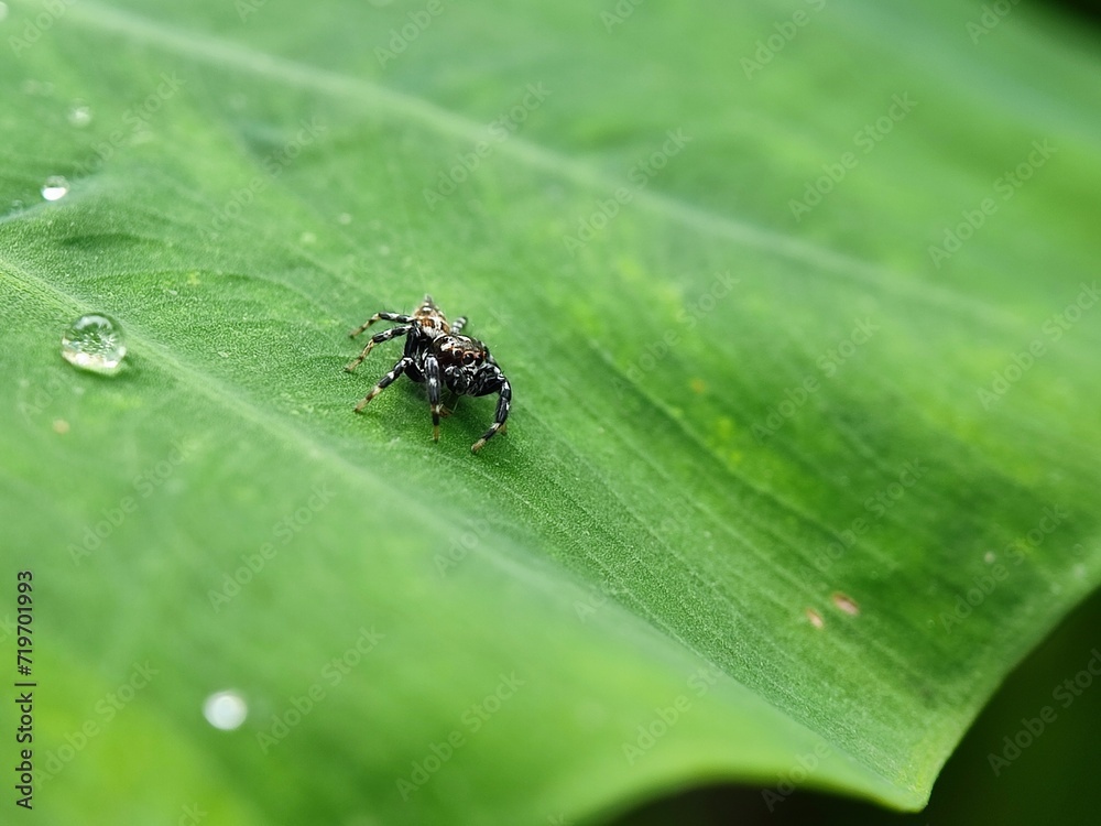 insect, nature, leaf, macro, bug, animal, beetle, closeup, wildlife, insects, spider, fly, plant, close-up, ant, wild, brown, flower, small, black, fauna, grass, summer, animals, cricket insect, nature, leaf, macro, bug, animal, beetle, closeup, wildlife, insects, spider, fly, plant, close-up, ant, wild, brown, flower, small, black, fauna, grass, summer, animals, cricket