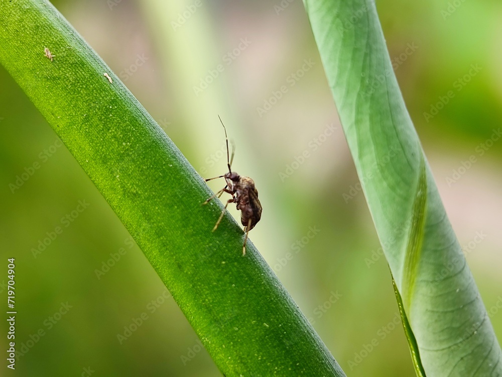 insect, beetle, bug, macro, nature, leaf, fly, animal, close-up, colorado, closeup, potato, summer, bee, pest, plant, animals, black, insects, wildlife, small, detail, close, garden, wing insect, beetle, bug, macro, nature, leaf, fly, animal, close-up, colorado, closeup, potato, summer, bee, pest, plant, animals, black, insects, wildlife, small, detail, close, garden, wing
