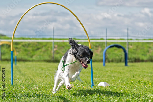 epagneul en train de faire du  hoopers photo