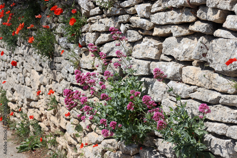 Mohnblume, Klatschmohn, Rote Spornblume: Rot blühende Mauerblumen auf einer Feldsteinmauer in der Provence, Frankreich