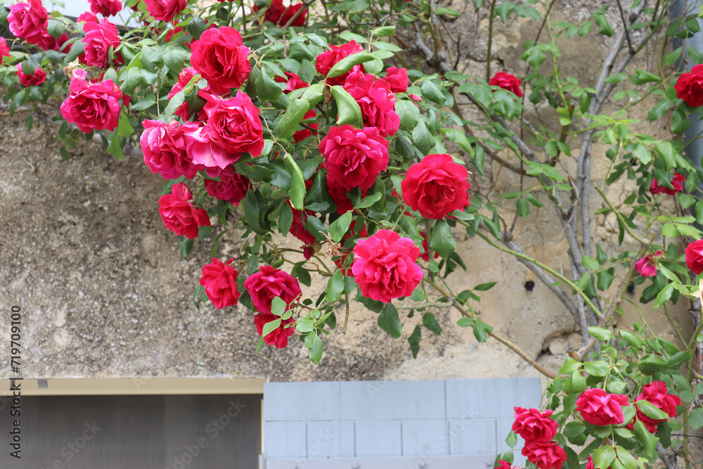 Blühender Rose an einer Altbaufassade, Frankreich