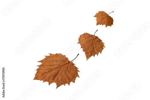 Фотография Three autumn leaves isolated transparent png