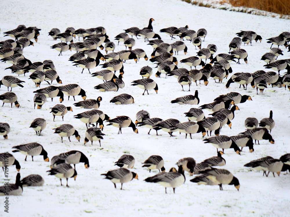 Fototapeta premium Gänse auf Schnee