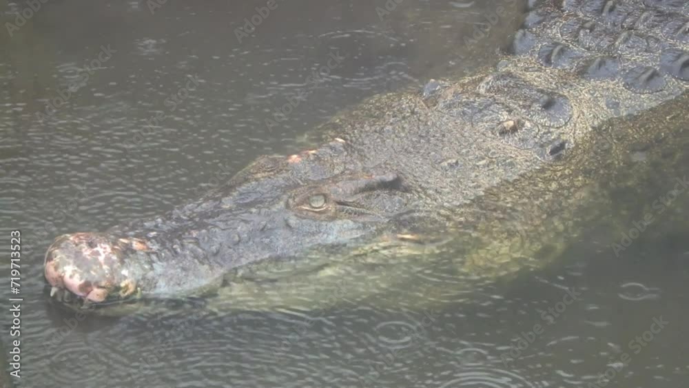 Alligator chilling out under the rain, shot in native 60fps