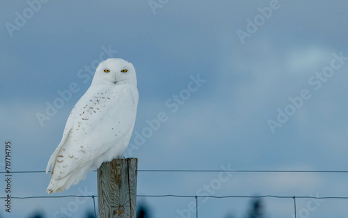 snowy owl in northern winter snow