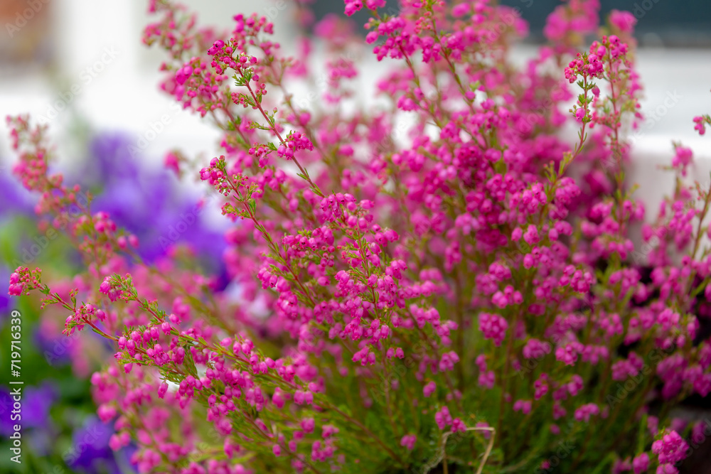 Obraz premium Selective focus of purple flowers in the filed, Calluna vulgaris (heath, ling or simply heather) is the sole species in the genus Calluna, Flowering plant family Ericaceae, Nature floral background.