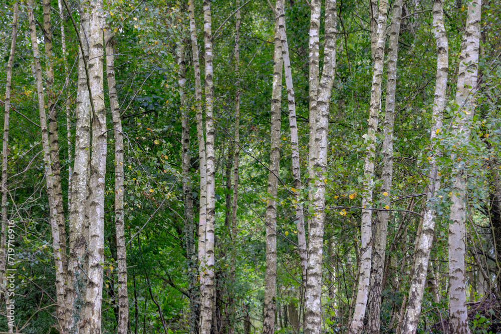 Fototapeta premium Selective focus of tree trunks in the forest, White bark with green leaves in summer, Birch is a thin leaved deciduous hardwood tree of the genus Betula in the family Betulaceae, Nature background.
