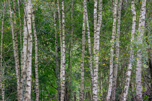 Selective focus of tree trunks in the forest, White bark with green leaves in summer, Birch is a thin leaved deciduous hardwood tree of the genus Betula in the family Betulaceae, Nature background.